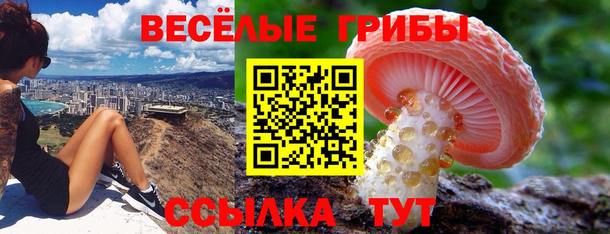 Галлюциногенные грибы Psilocybe Саров